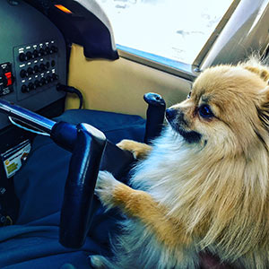 Pomeranian flying a plane